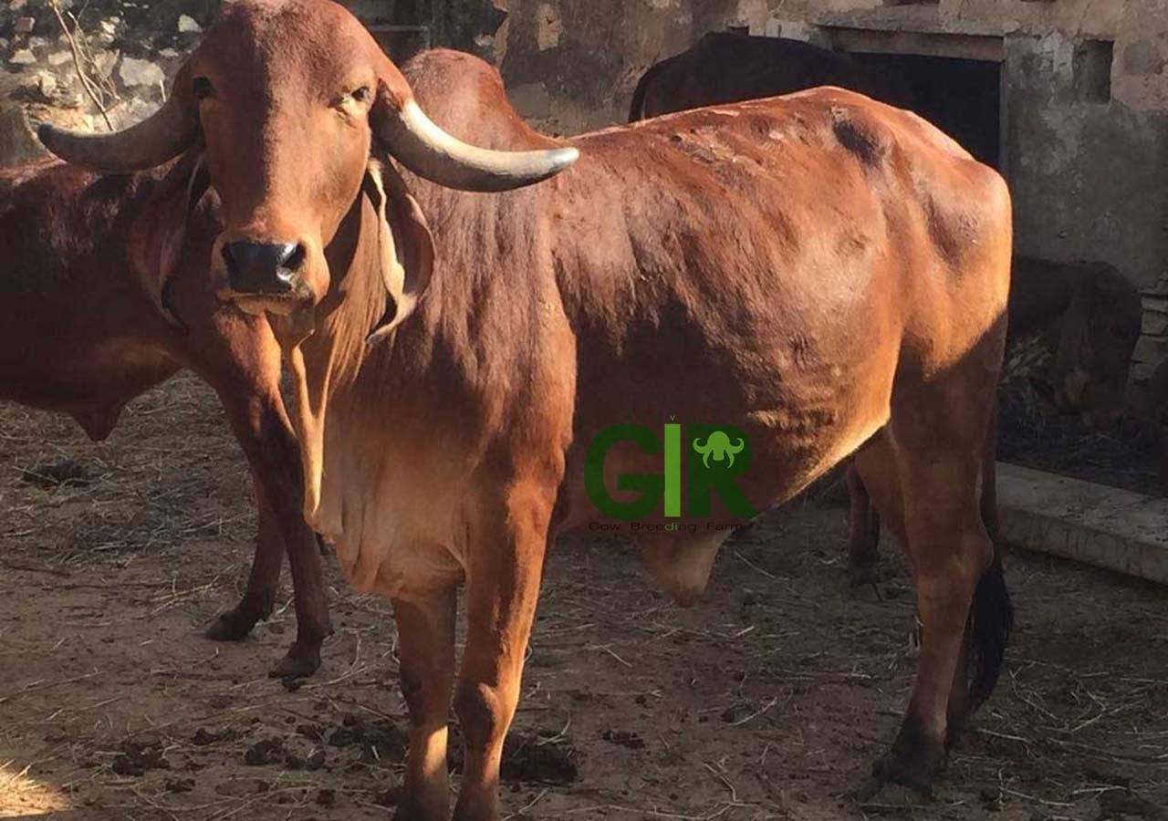 Gir cow farm photograph 3