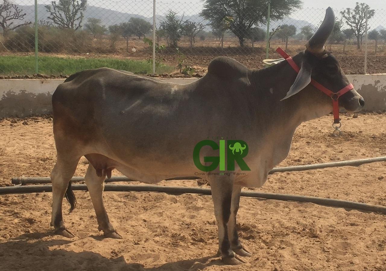 Gir cow farm photograph 8