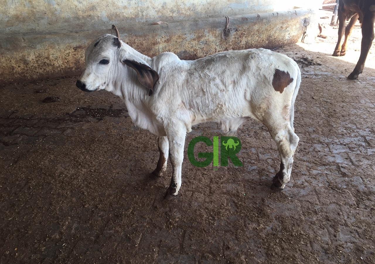 Gir cow farm photograph 10