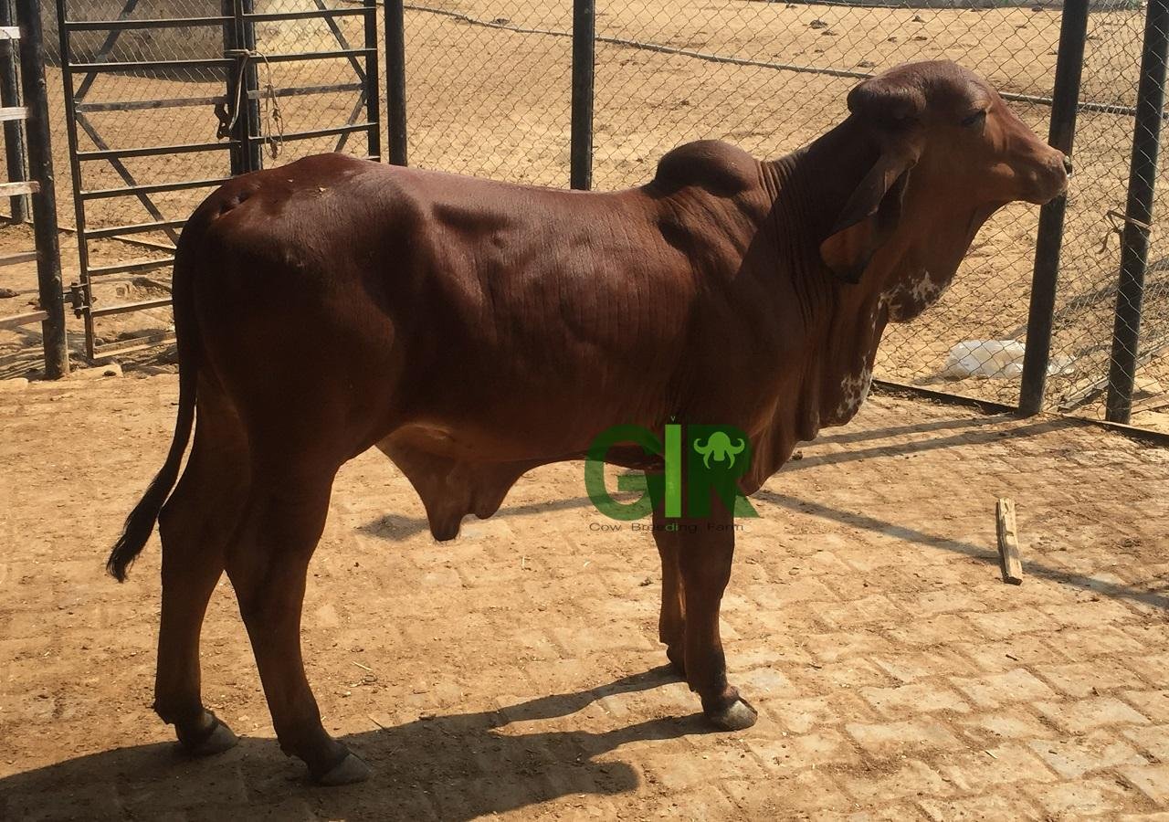 Gir cow farm photograph 11