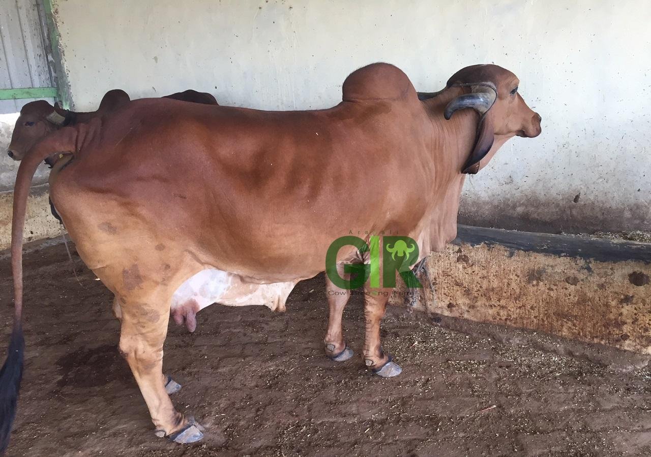 Gir cow farm photograph 12