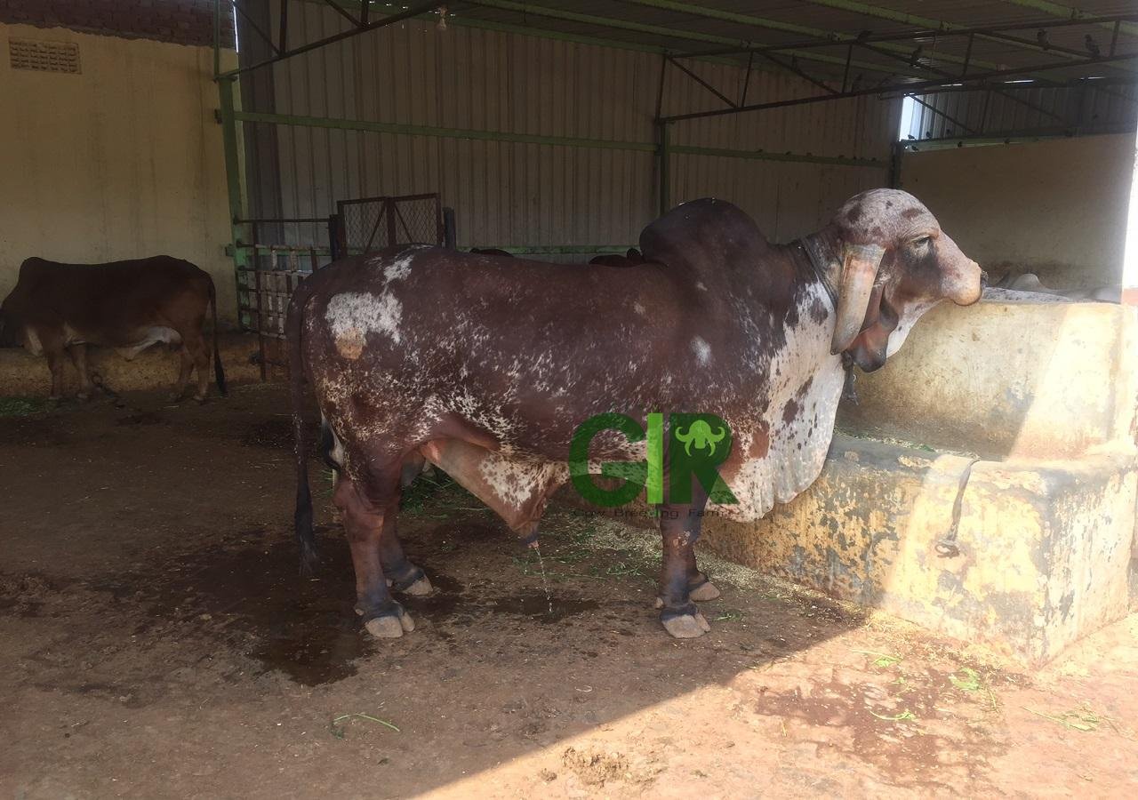 Gir cow farm photograph 16