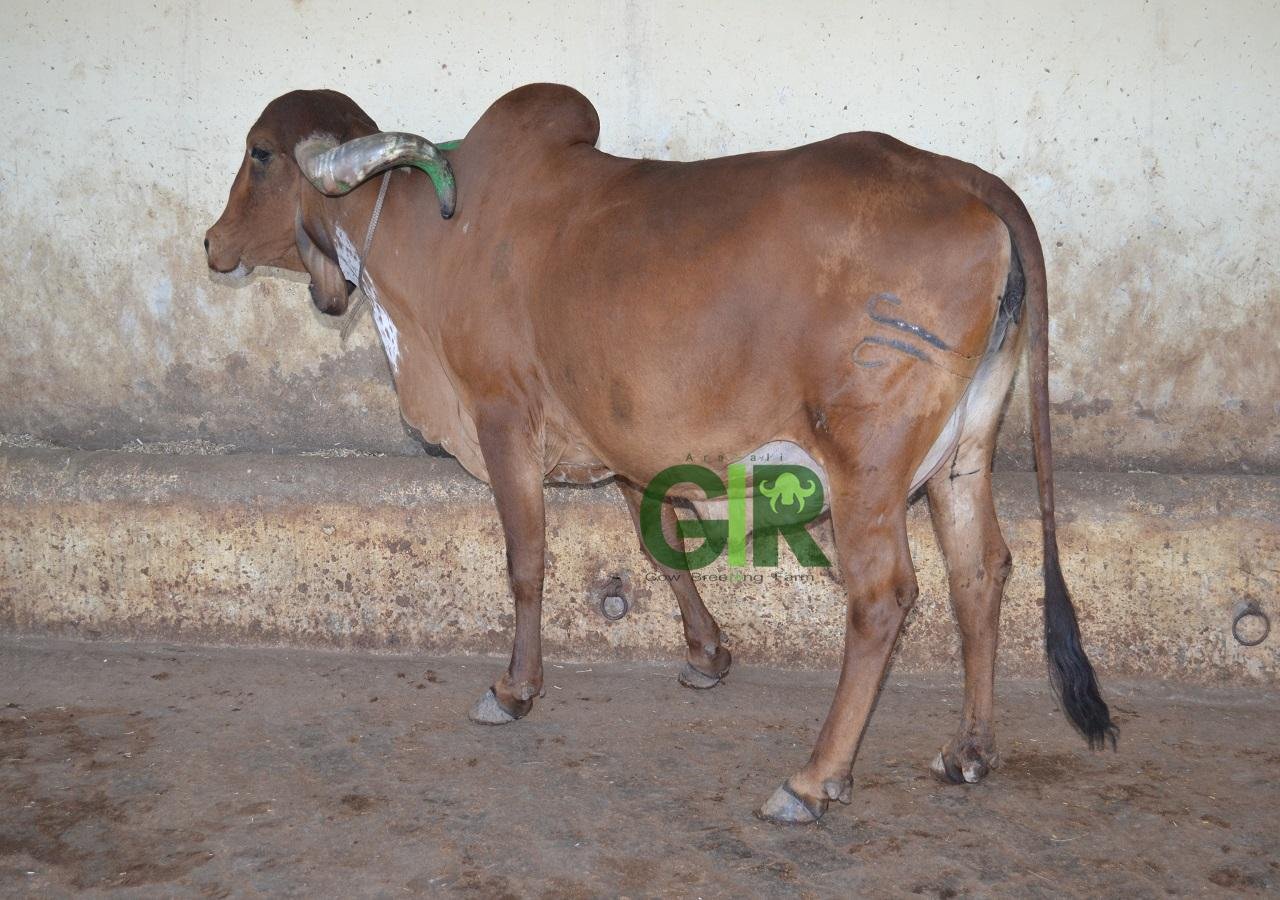 Gir cow farm photograph 20