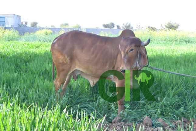 Gir cow farm photograph 28