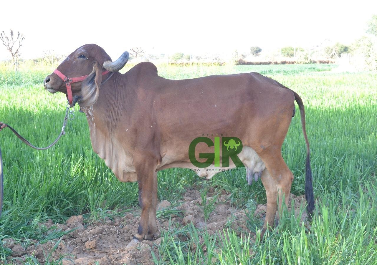 Gir cow farm photograph 30