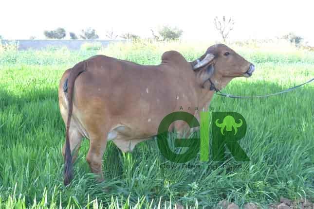 Gir cow farm photograph 32