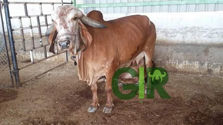 Gir cow farm photograph 34