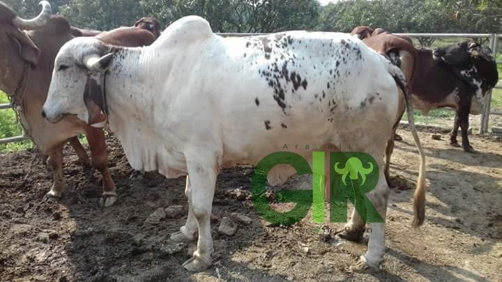 Gir cow farm photograph 38