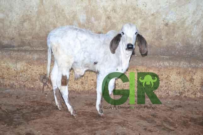 Gir cow farm photograph 48