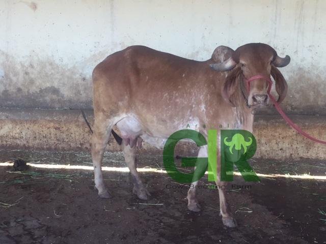 Gir cow farm photograph 54